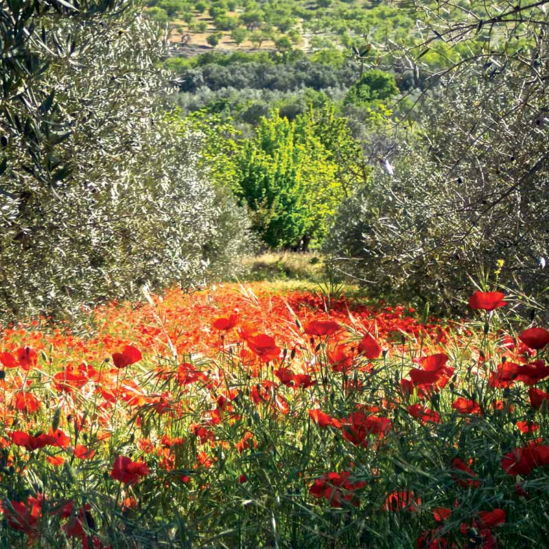 Poppies in AndalucÃ­a